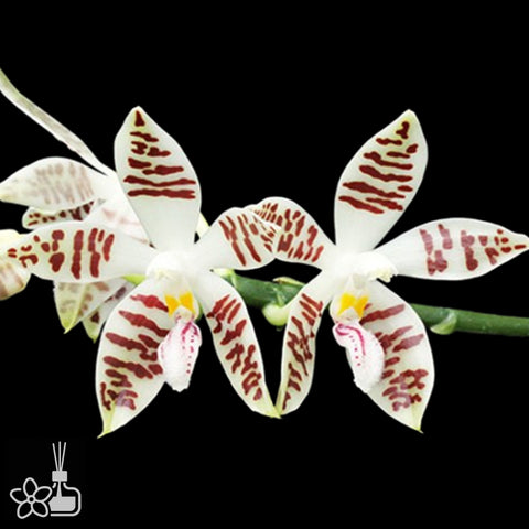 [Bare-root]Phal. sumatrana xsib 蘇門答臘蝴蝶蘭 [April in stock]