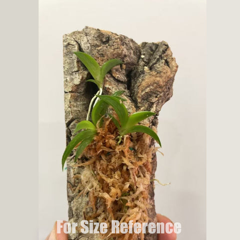 [Bare-root] Tolumnia hawkesiana 古巴劍葉文心 [March in stock]