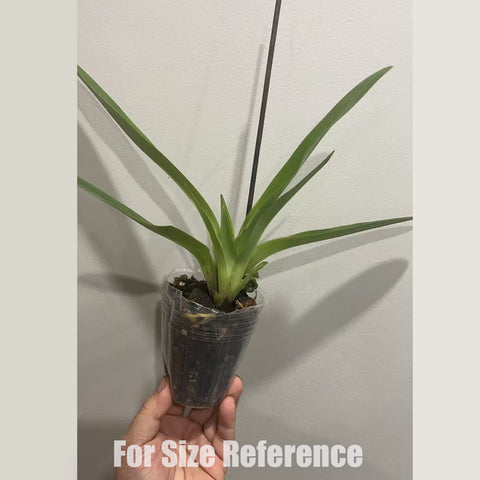 [Bare-root]Paph. hirsutissimum  xsib 帶葉兜蘭 [April in stock]