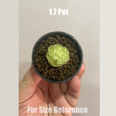 [Bare-root]Pinguicula esseriana 愛絲 [FEB CP Preorder]