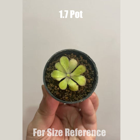 [Bare-root]Pinguicula agnata x potosiensis 蘋果 [Feb CP 26]