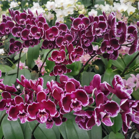 PF Summer Breath