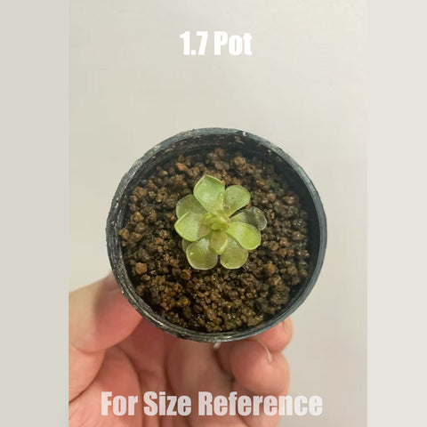 [Bare-root]Pinguicula ehlersiae 愛蘭 [Feb CP Preorder]