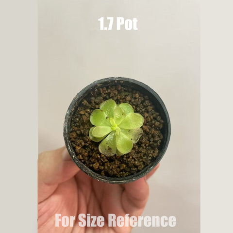 [Bare-root]Pinguicula kondoi 近藤 [Feb CP 26]