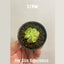 [Bare-root] #CP# Pinguicula kondoi 近藤 [1-2cm][Wishlist]