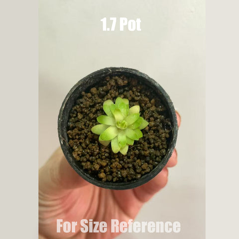 [Bare-root]Pinguicula Marciano 馬爾恰諾 [Feb CP 26]