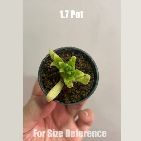 [Bare-root]Pinguicula gigantea x (heterophylla x medusina) 大章魚 [Feb CP 26]