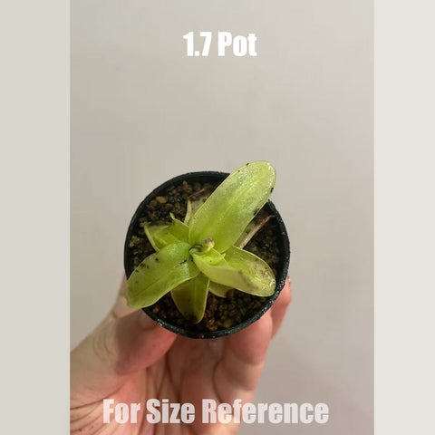 [Bare-root]Pinguicula primuliflora 'Rose' 櫻葉'玫瑰' [Feb CP 26]