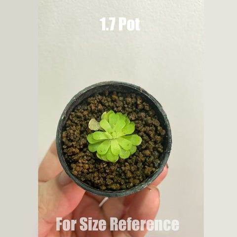 [Bare-root]Pinguicula rotundiflora 圓花 [Feb CP 26]