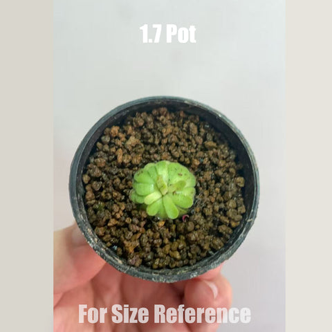 [Bare-root]Pinguicula cyclosecta 圓切 [Jan CP]