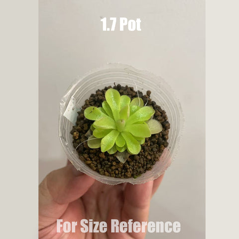 [Bare-root]Pinguicula Sethos 塞提 [Feb CD 26]