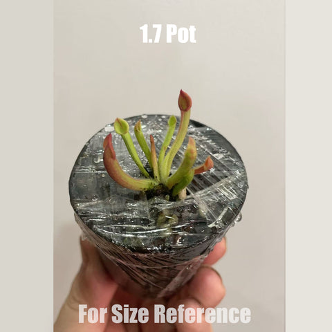 [Bare-root]Heliamphora minor 小太陽瓶 Seedling [Feb CP 26]
