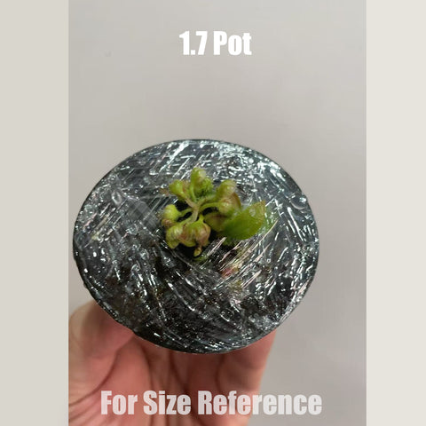 [Bare-root]Cephalotus follicularis 澳洲土瓶草 Seedling [Feb CP 26]