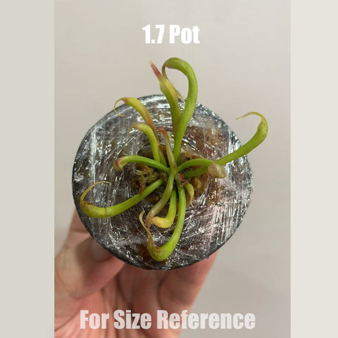 [Bare-root]Darlingtonia Californica 眼鏡蛇瓶 Seedling [Feb CP 26]