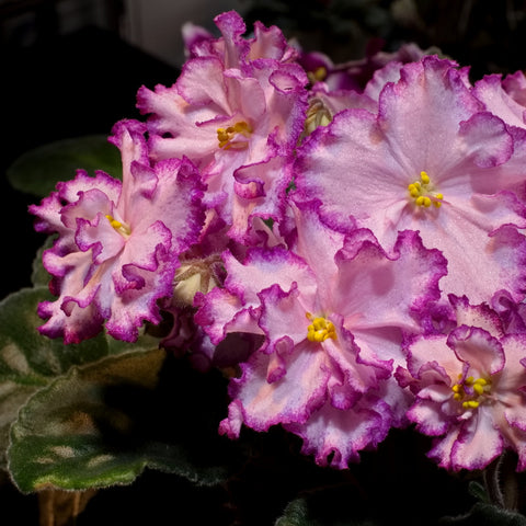 [Potted]African Violet Ian-Minuet [In stock]