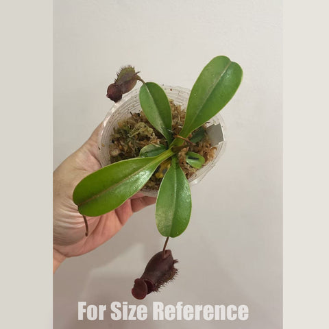 [Rooted] Nepenthes 'Diana'  黛安娜豬籠草 [March in stock]