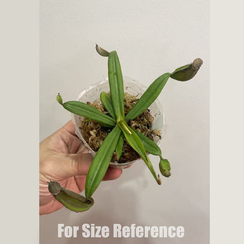 [Rooted] Nepenthes albomarginata  [March in stock]