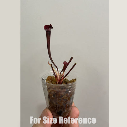 [Bare-root] Sarracenia 'Dana's Delight'  丹娜瓶子草 [Feb CP 26]