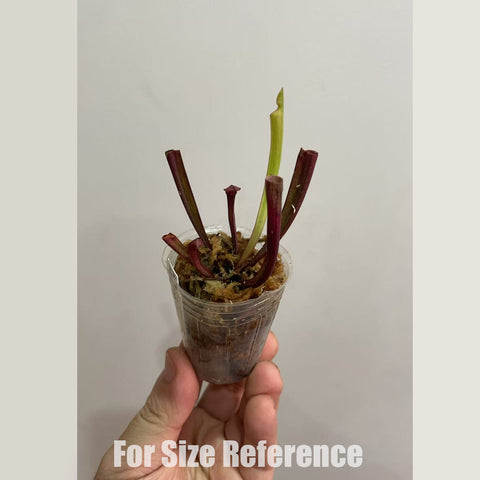 [Bare-root] Sarracenia 'Judith Hindle'  朱迪斯瓶子草 [Feb CP 26]