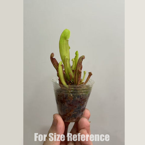 [Bare-root] Sarracenia x swaniana 天鵝瓶 [Feb CP 26]