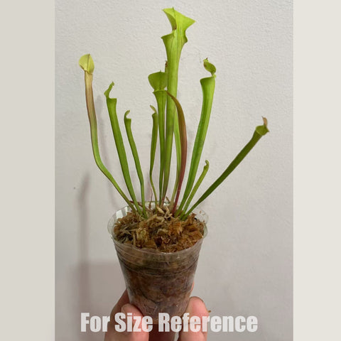 [Bare-root] Sarracenia flava 黃瓶子草 [Feb CP 26]