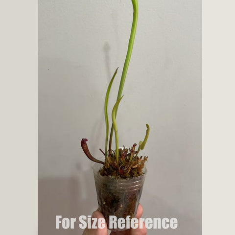 [Bare-root] Sarracenia alata 'Black Tube' 黑管翼狀瓶子草 [Feb CP 26]