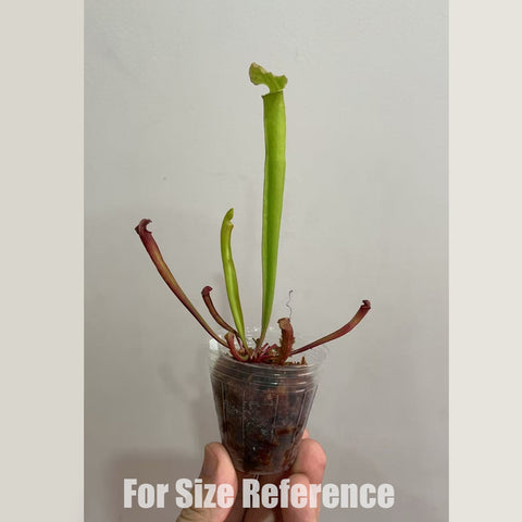 [Bare-root] Sarracenia × farnhamii 花哈密瓶子草 [Feb CP 26]