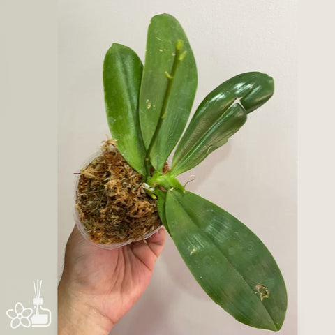 [Bare-root]Phal. speciosa 'blue-coffee' 藍唇咖啡 [Sept in Stock]
