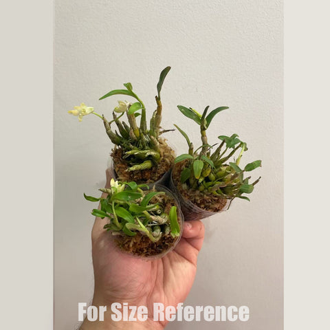 [Bare-root] Dendrobium huoshanense 霍山米斛 [April in stock]