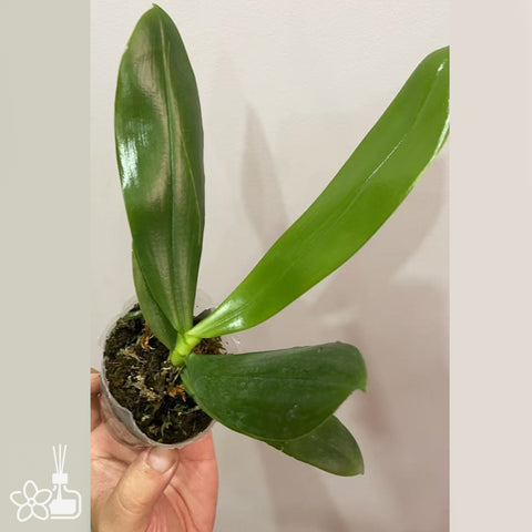 [Bare-root]Phal. Blue Jennifer Palermo 暈染藍色珍妮弗 [Aug in Stock]