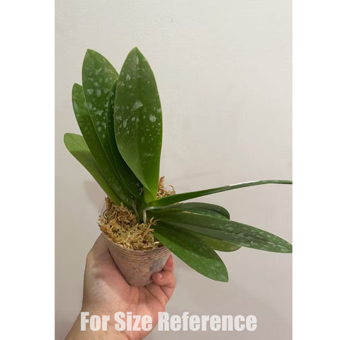 [Bare-root] Phal. Tzu Chiang Sapphire 紫式部 [May in stock]