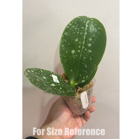 [Bare-root] Phal. Mituo King 'Big Pink' 彌陀王 '大粉'[April in stock]