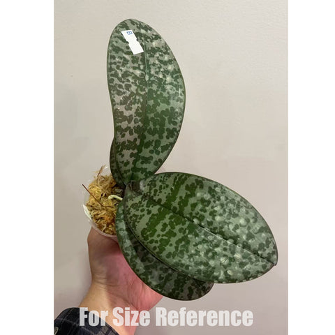 法爾。 schilleriana "MSH" 欣蕾莉 “MSH”