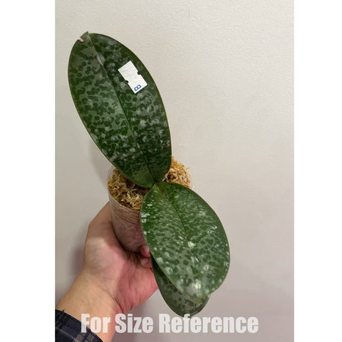 法爾。 stuartiana "Sogo" HCC/AOS 斯塔基 “Sogo”