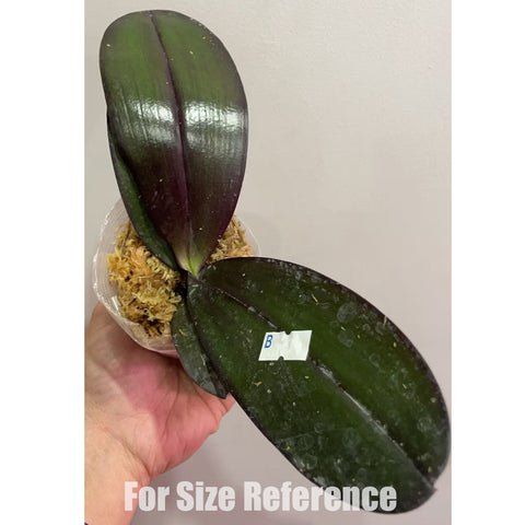 [Bare-root] Phal. Salu's Fragrancy 紅寶石 [May in stock]