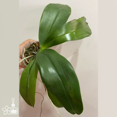 [Bare-root]Phal. Tetraschiller (schilleriana X tetraspis 'blue‘ ) 西雷利x藍盾 [Sept in Stock]