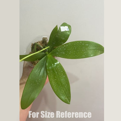 [Bare-root] Phal. Nancy Bechtol 'Maria' 瑪麗亞歌姬 [May in stock]