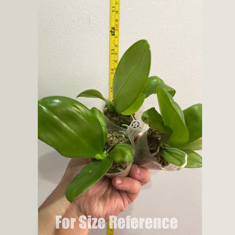 [Bare-root] Phal. Mituo Purple Dragon 'Phalanx' 彌陀紫龍方正 [NBS][May in stock]