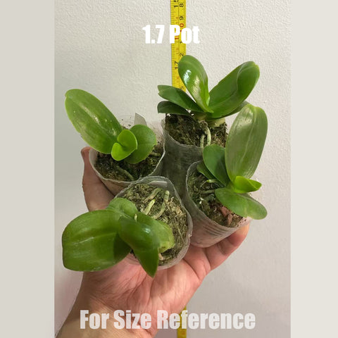 [Bare-root] Phal. Mituo Purple Dragon 'Blue Whale' x 'Phalanx'  彌陀藍鯨 x 紫龍方正 [NBS][May in stock]