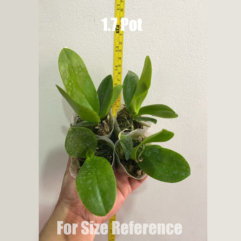 [Bare-root] Phal. Green Pixies 糯米團子 [May in stock]
