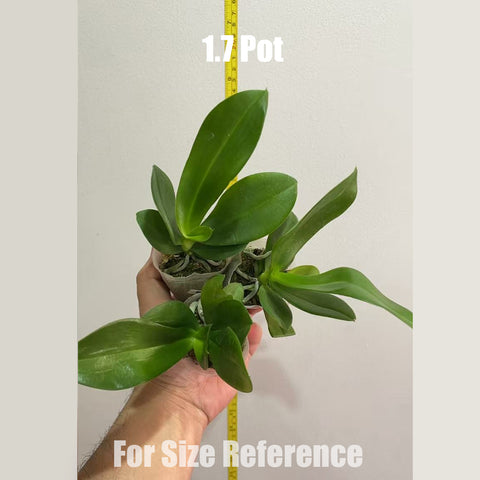 [Bare-root] Phal. Lioulin L Stars 柳林小星星 [May in stock]