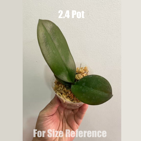 [Bare-root] Phal. Phal. Miki Crown 美琪皇冠 [May in stock]