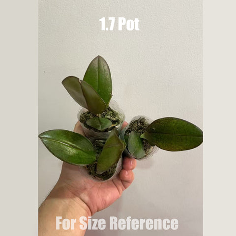 [Bare-root] Phal. KS Little Orange 龔氏小橘子 [May in stock]