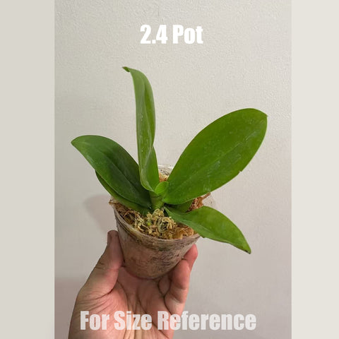 [Bare-root] Phal. Little Bambi 繡羽 [March Preorder 26]