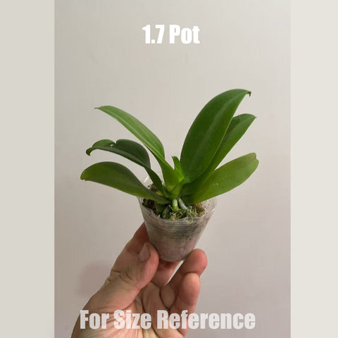 [Bare-root] Phal. Blue  Sparrow 藍雀 [May in stock]