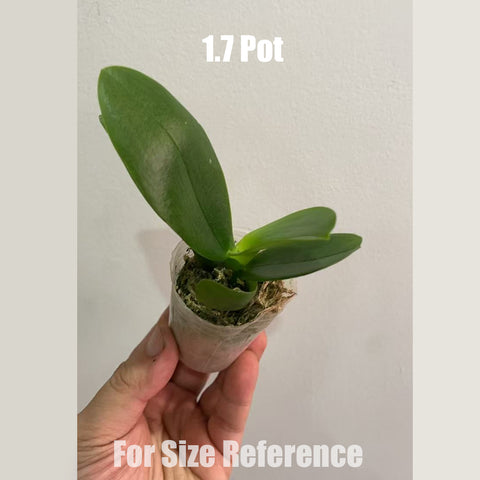 [Bare-root] Phal. Alnwick Rose 安妮克城堡 [May in stock]