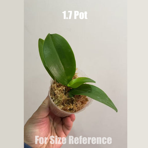 [Bare-root] Phal. Taisuco Jasper [May in stock]
