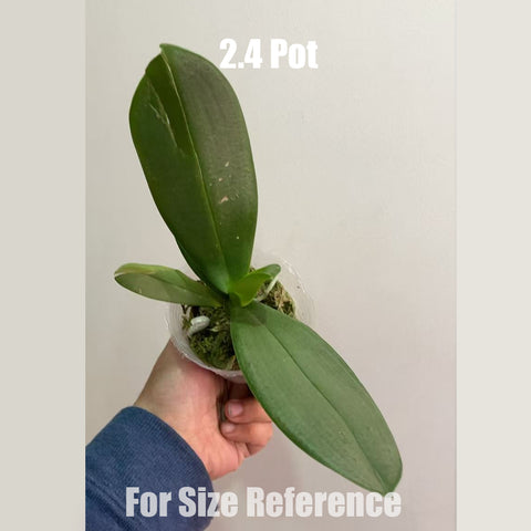 [Bare-root] [AS-IS] Phal. Allura 'Spitfire' 再見螢火蟲  [May in stock]