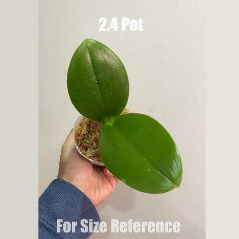[Bare-root] Phal. aphrodite x mannii 阿婆x曼尼 [May in Stock]