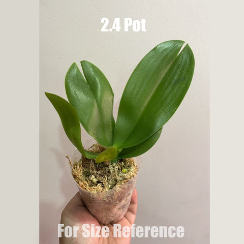 [Bare-root] [AS-IS] Phal. Golden Lace Whisper 和鳴金邊蕾絲 [May in stock]